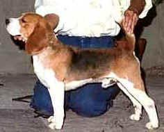ShowDog.