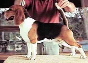 pancho