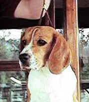 pancho