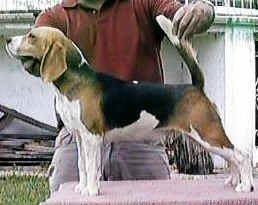 Pipinha